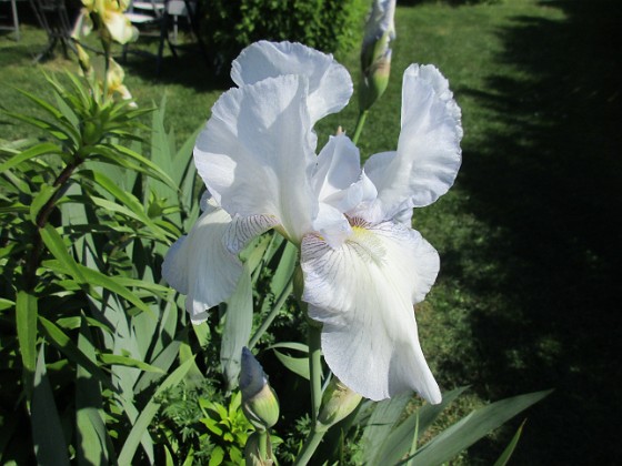 Iris 
                               