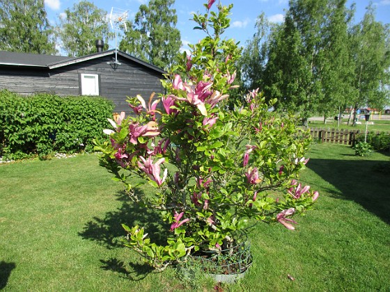 Magnolia  
                                 
2021-06-04 Magnolia_0025  
Granudden  
Färjestaden  
Öland