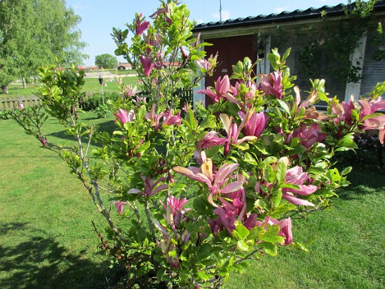 Magnolia  
                                 
2021-06-04 Magnolia_0026  
Granudden  
Färjestaden  
Öland