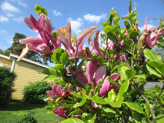 Magnolia  
                                 
2021-06-04 Magnolia_0030  
Granudden  
Färjestaden  
Öland