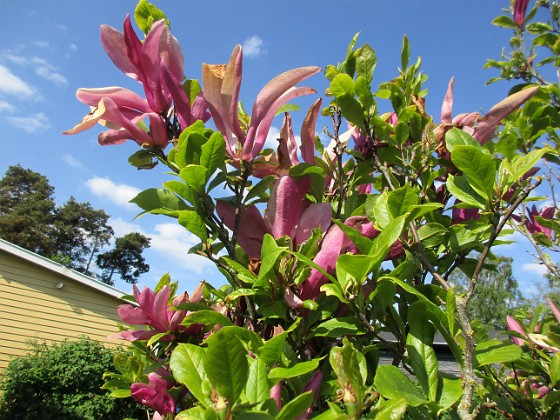 Magnolia  
                                 
2021-06-04 Magnolia_0031  
Granudden  
Färjestaden  
Öland