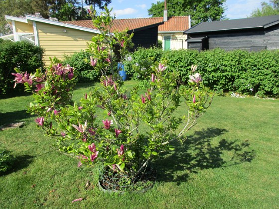 Magnolia  
                                 
2021-06-04 Magnolia_0032  
Granudden  
Färjestaden  
Öland