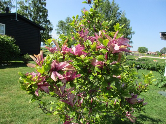 Magnolia  
                                 
2021-06-04 Magnolia_0060  
Granudden  
Färjestaden  
Öland