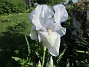 Iris  
                                 
2021-06-04 Iris_0001