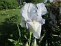 Iris  
                                 
2021-06-04 Iris_0001