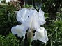 Iris  
                                 
2021-06-04 Iris_0005