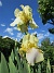                                 (2021-06-04 Iris_0013)