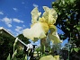                                 (2021-06-04 Iris_0015)