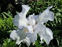                                 (2021-06-04 Iris_0038)