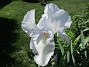 Iris  
                                 
2021-06-04 Iris_0054