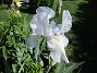 Iris  
                                 
2021-06-04 Iris_0055