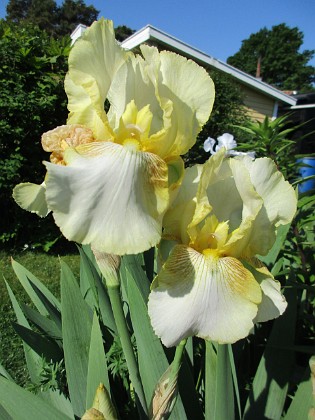 Iris {  } 