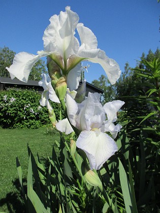 Iris  
                                 
2021-06-07 Iris_0011  
Granudden  
Färjestaden  
Öland