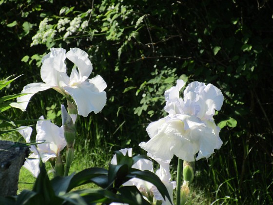 Iris  
                                 
2021-06-07 Iris_0046  
Granudden  
Färjestaden  
Öland