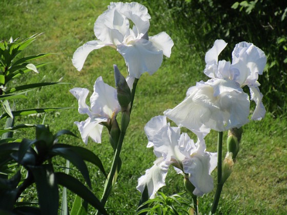 Iris 
                               