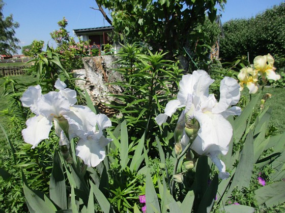 Iris  
                                 
2021-06-07 Iris_0086  
Granudden  
Färjestaden  
Öland