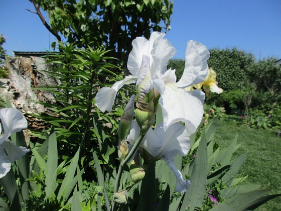 Iris  
                                 
2021-06-07 Iris_0087  
Granudden  
Färjestaden  
Öland