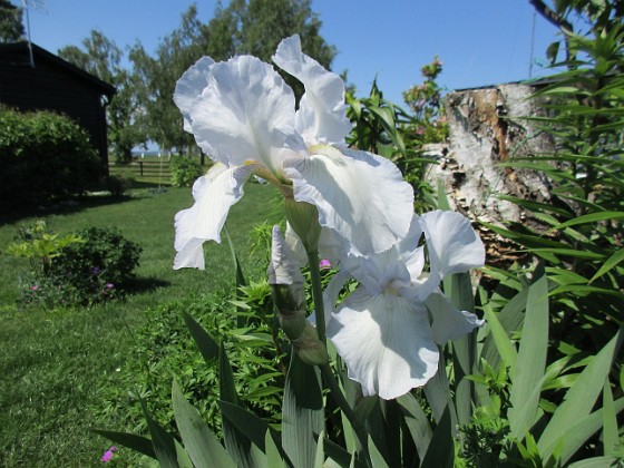 Iris  
                                 
2021-06-07 Iris_0088  
Granudden  
Färjestaden  
Öland