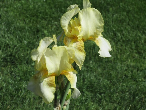 Iris