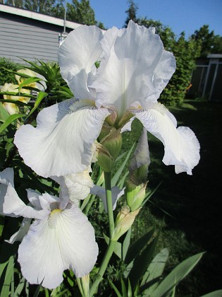 Iris 
                               