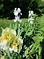 Iris  
                                 
2021-06-07 Iris_0005