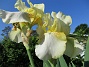                                 (2021-06-07 Iris_0009)