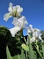                                 (2021-06-07 Iris_0014)