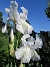                                 (2021-06-07 Iris_0016)