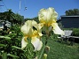 Iris  
                                 
2021-06-07 Iris_0089