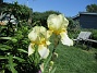                                 (2021-06-07 Iris_0090)