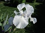                                 (2021-06-07 Iris_0095)