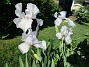 Iris  
                                 
2021-06-07 Iriss_0003