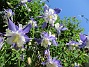                                 (2021-06-07 Pastellakleja_0024)