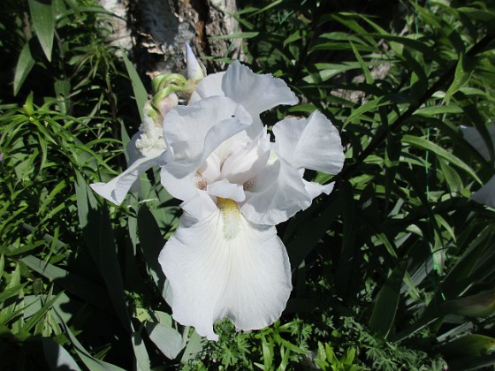 Iris