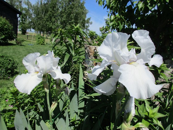 Iris  
                                 
2021-06-10 Iris_0019  
Granudden  
Färjestaden  
Öland