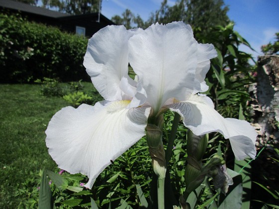 Iris  
                                 
2021-06-10 Iris_0020  
Granudden  
Färjestaden  
Öland