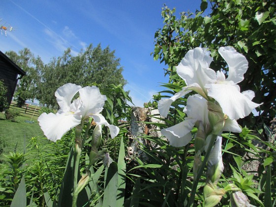 Iris  
                                 
2021-06-10 Iris_0022  
Granudden  
Färjestaden  
Öland