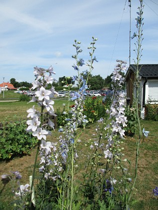 Riddarsporre  
                                 
2021-07-04 Riddarsporre_0058  
Granudden  
Färjestaden  
Öland