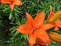  (2021-07-10 Liljor_0022)