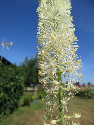 Höstsilverax {  } 