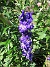  (2021-07-11 Riddarsporre_0100)