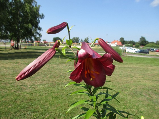 Lilja  
  
2021-07-16 Lilja_0026c  
Granudden  
Färjestaden  
Öland