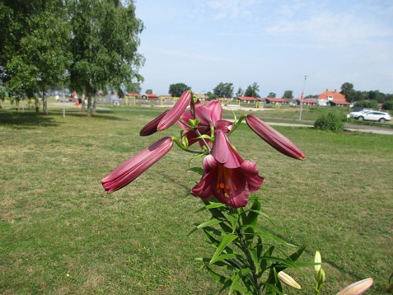 Lilja  
  
2021-07-16 Lilja_0027c  
Granudden  
Färjestaden  
Öland