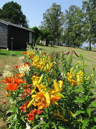 Liljor  
  
2021-07-16 Liljor_0038  
Granudden  
Färjestaden  
Öland