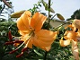  (2021-07-16 Lilja_0009b)