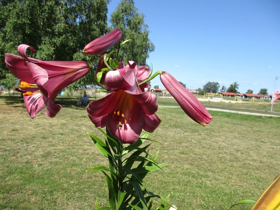 Lilja  
  
2021-07-18 Lilja_0036  
Granudden  
Färjestaden  
Öland