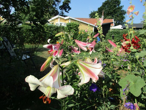 Liljor  
  
2021-07-18 Liljor_0003  
Granudden  
Färjestaden  
Öland