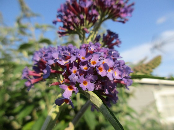 Syrenbuddleja {  } 