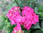  (2021-07-19 Hortensia_0042)