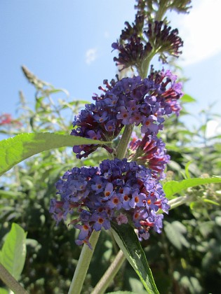 Syrenbuddleja